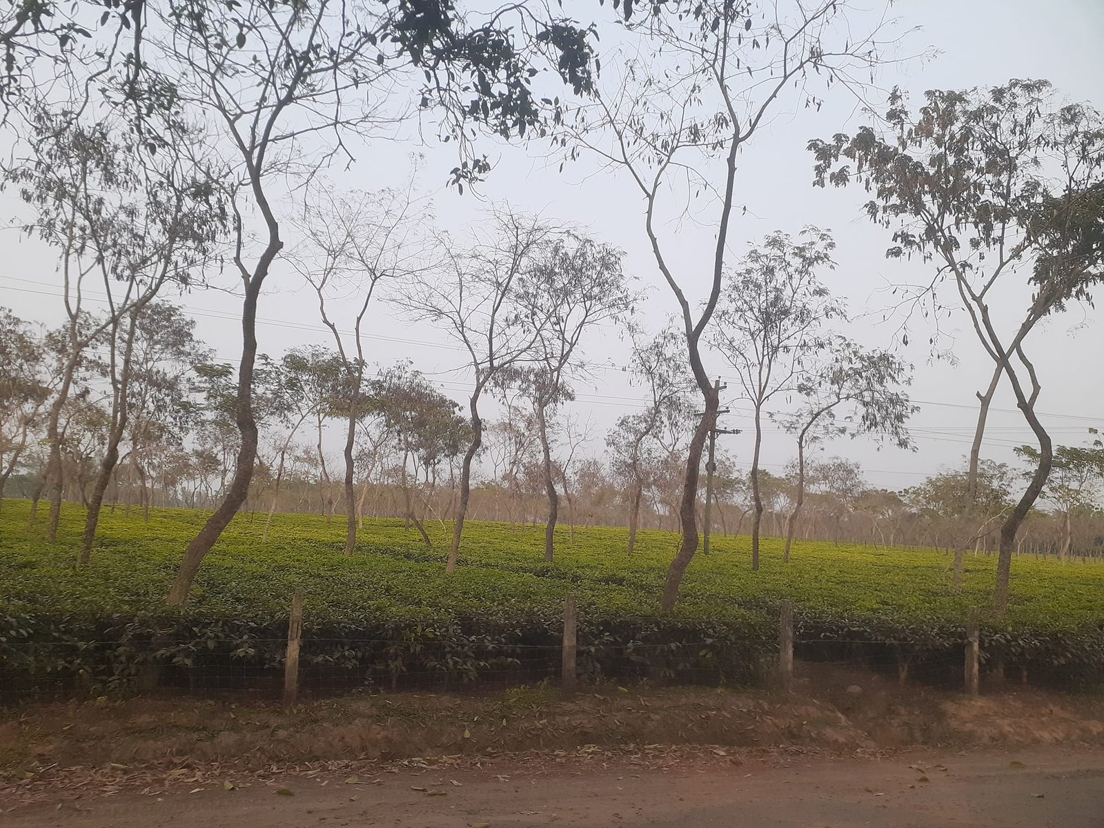 Tea Garden